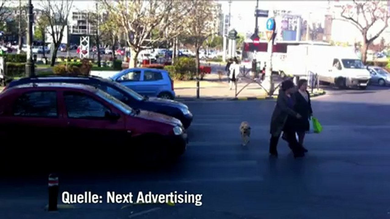 Ein dicker hund: streuner als verkehrserzieher