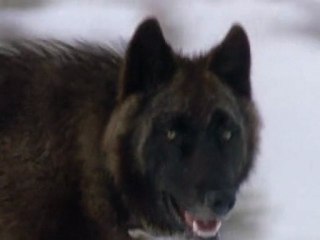 La Revanche des Loups / National Geographic / Les 25 Plus Beaux Films