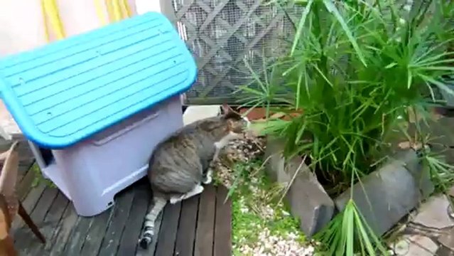 Diams est titillé par Tweety