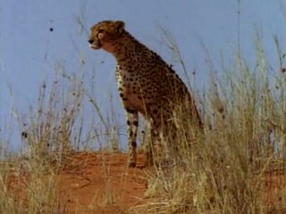 Guépard, la Course pour la Vie / National Geographic / Les 25 Plus Beaux Films