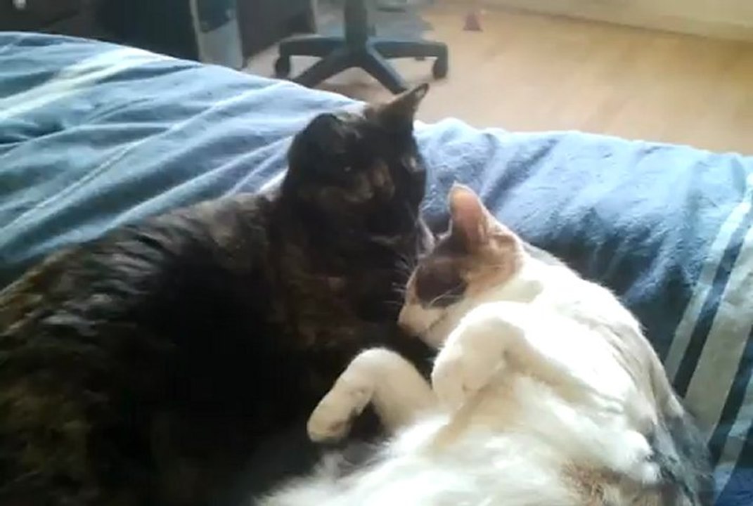 Ayamé (la tricolore), chatte adulte à l'adoption