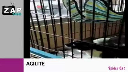 Zapping du net du 24 janvier 2013