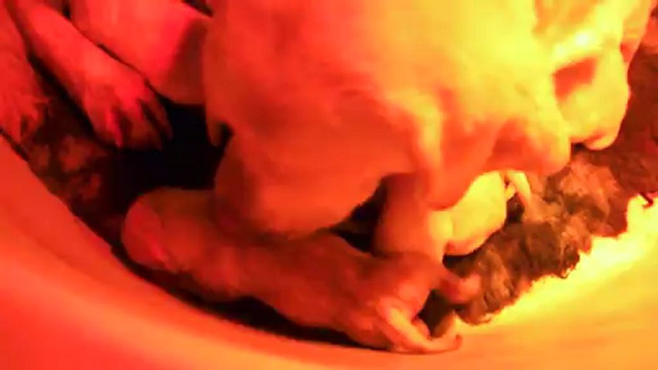 Naissance des Labardors 2/3