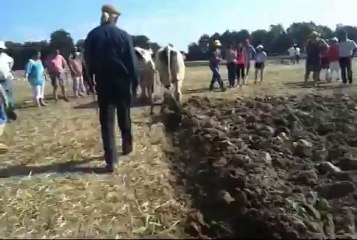 attelage bovin au labour Vitry en Charollais septembre 2012
