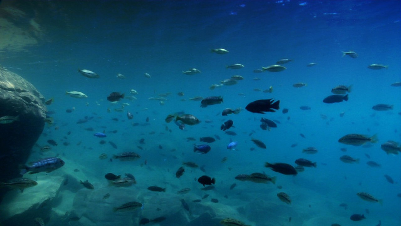 Cichlid Globetrotting | Cichlids of Lake Malawi Ep3