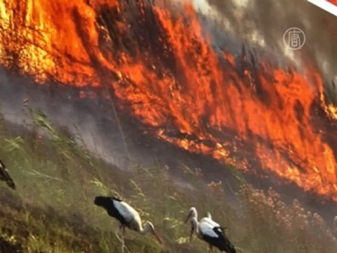 Фестиваль дикой природы проходит в Москве