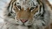 Tigres des Neiges / National Geographic / Les 25 Plus Beaux Films