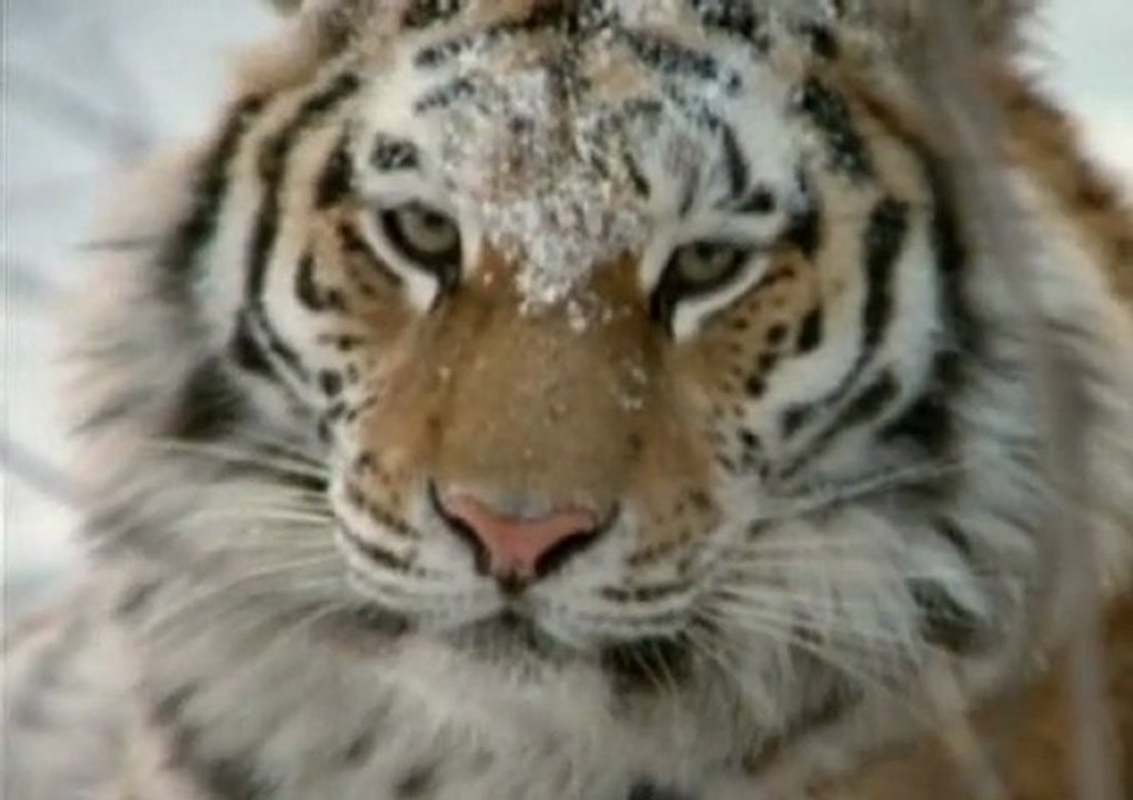 Tigres des Neiges / National Geographic / Les 25 Plus Beaux Films