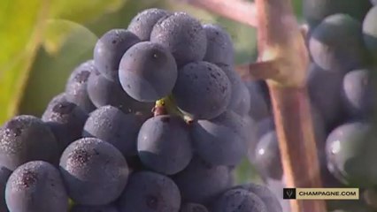 Les cépages et la vigne