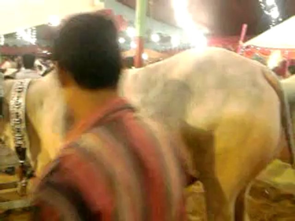 kurbani 2