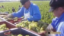 La travail de la vigne : les vendanges