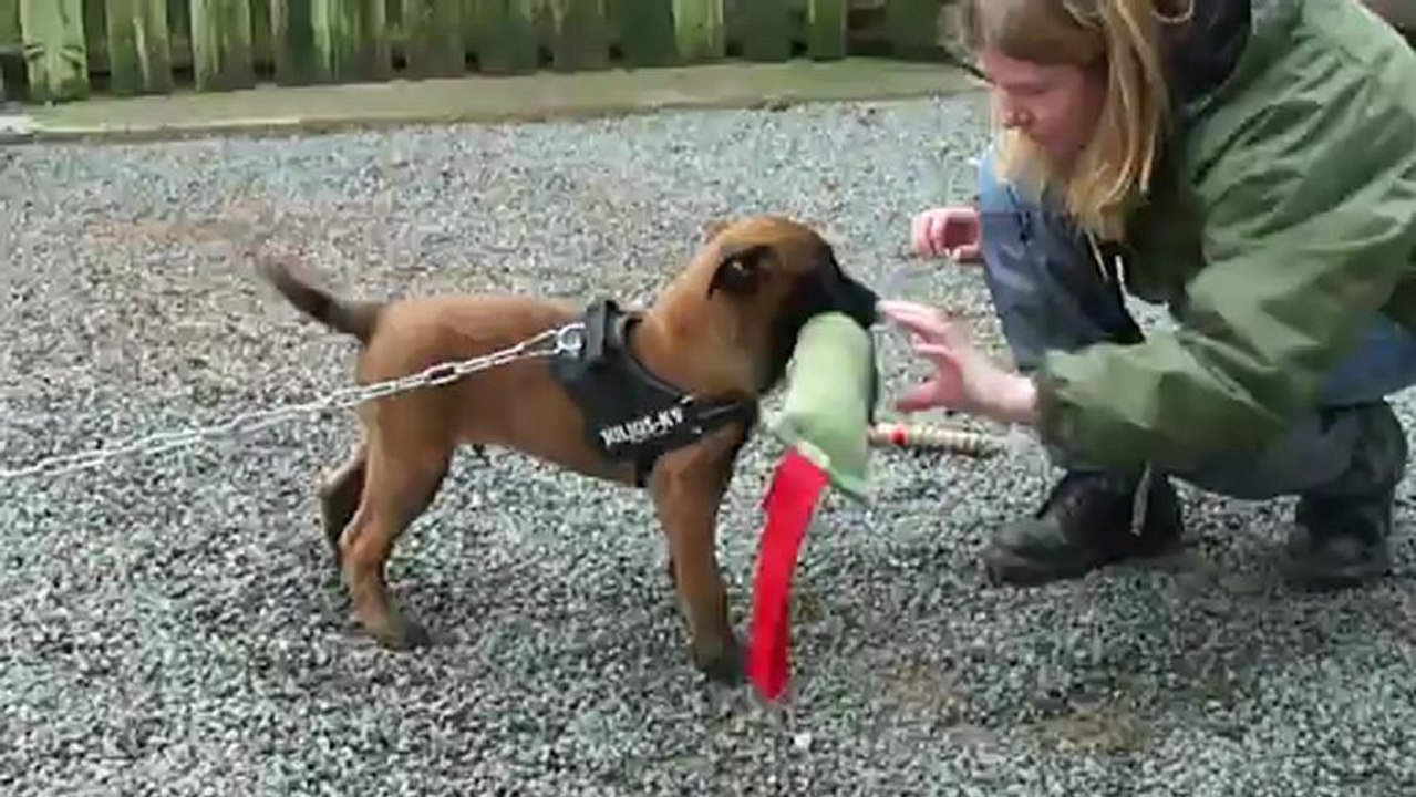 Hellboy du Domaine des Eclaireurs 10 semaines