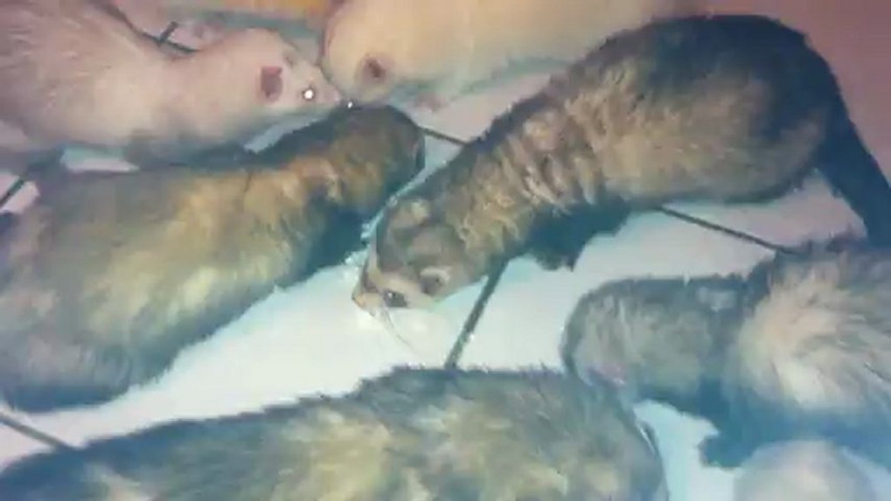 doug petit loulou du refuge