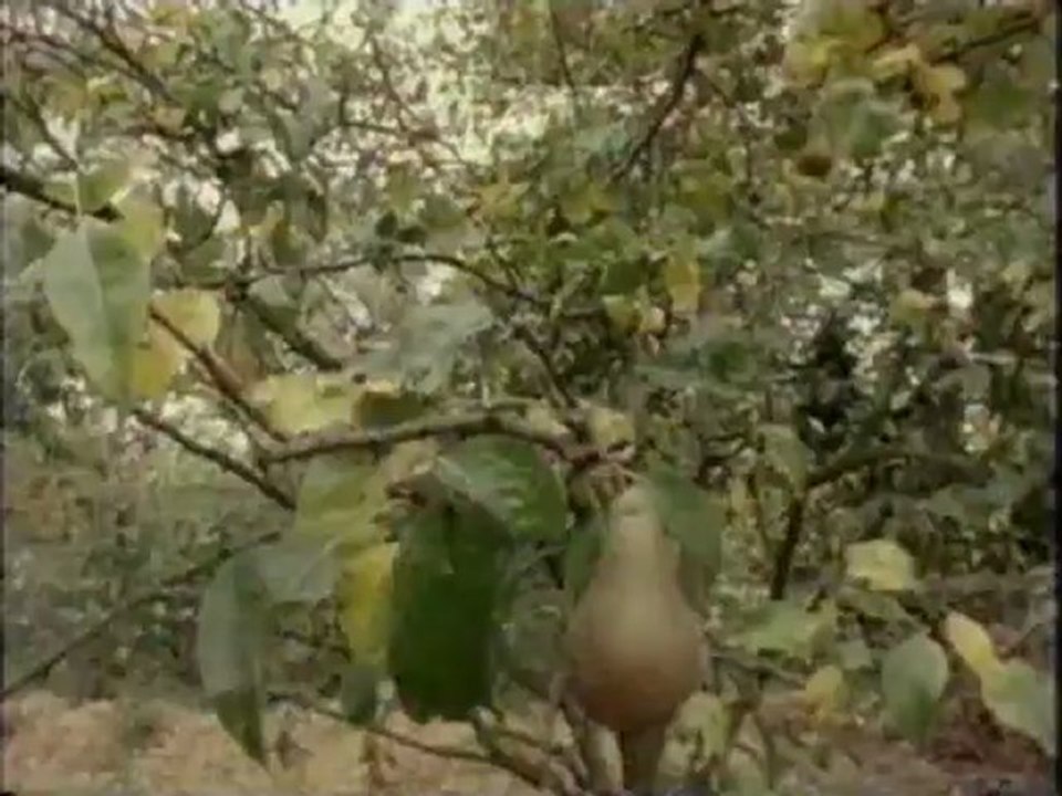 Global Gardener 3 - Cool Climates