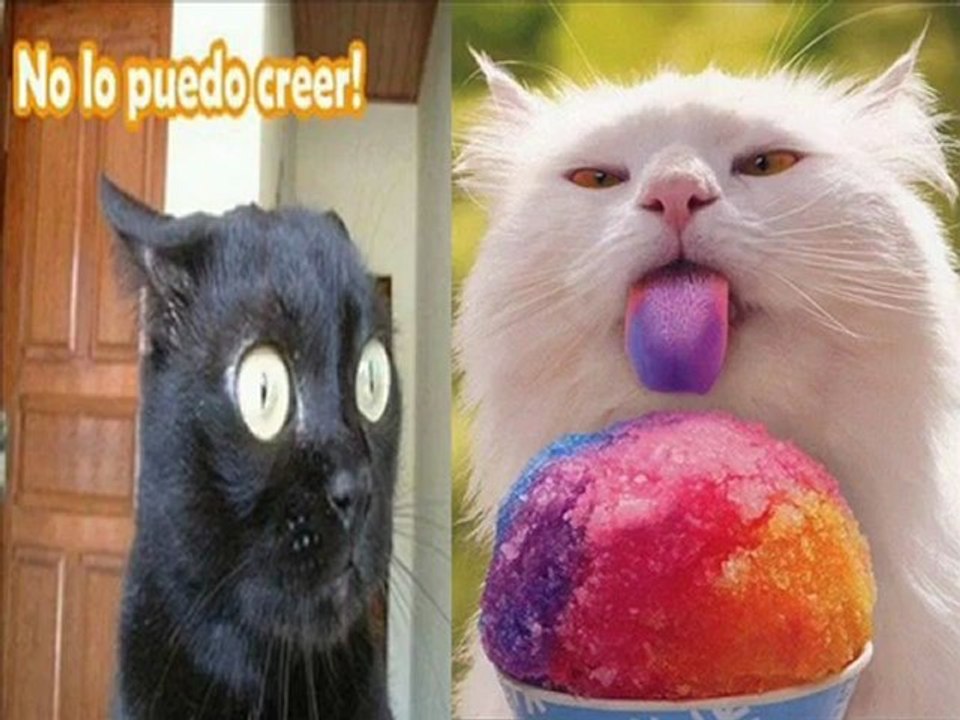 Gatos chistosos ( Funny cats) -  www.asyadizi.com