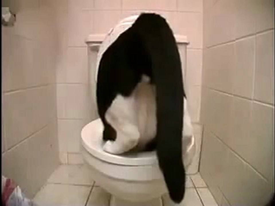 Katzen Klo