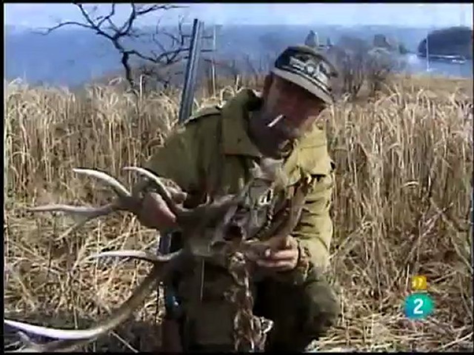 El leopardo Amur, al borde de la extinción
