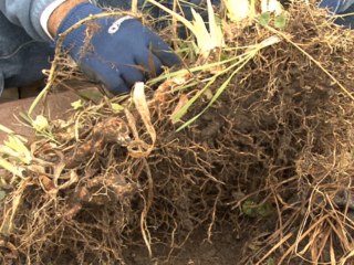 How To Divide Perennials