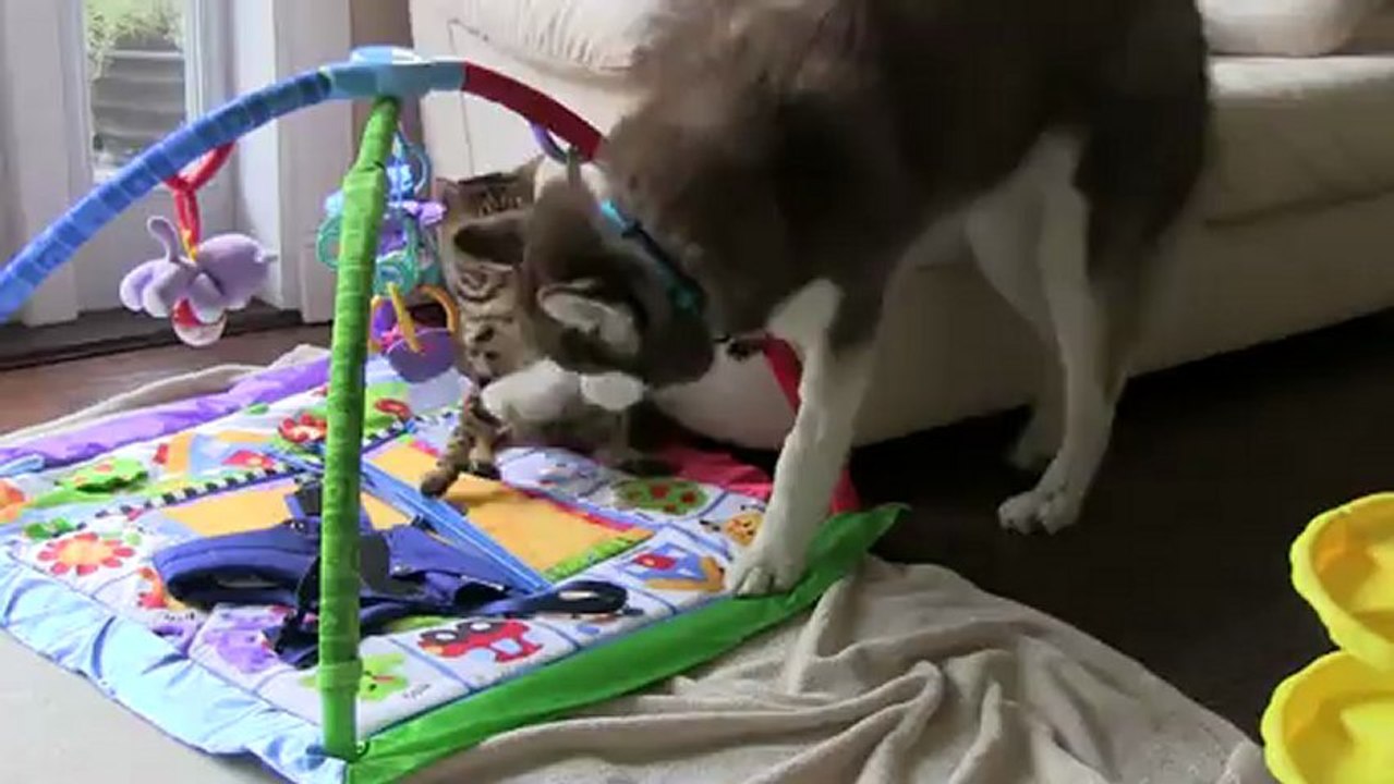 Cano vs Rumble - Round 1 - Linus Cat Tips