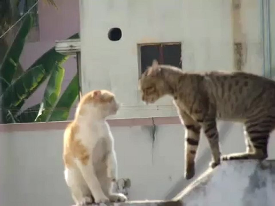 Cat Fight