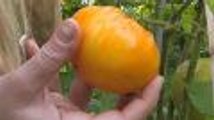 How to Harvest Tomatoes