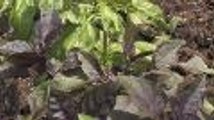How to Prune and Harvest Basil