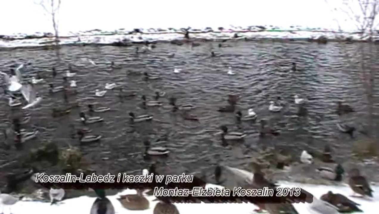 Koszalin-Łabędź i kaczki w parku