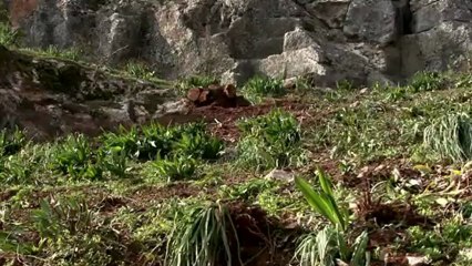 سوريون يلجأون الى قطع اشجار الغابات طلبا للدفء