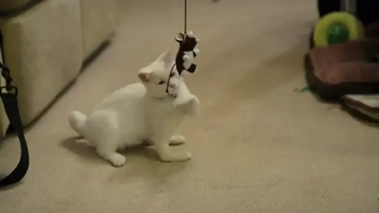 Ce chat ne possède pas d'os dans ses pattes avant