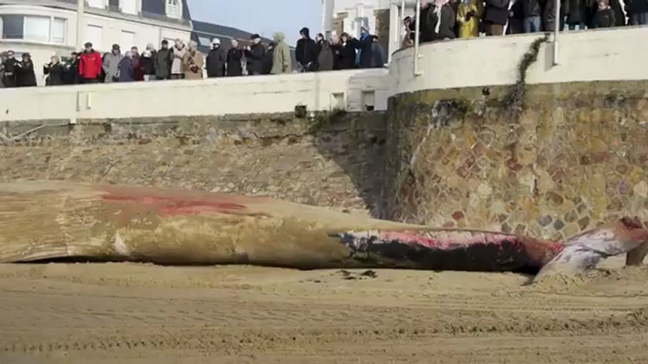 Une baleine de 18 m s'échoue sur une plage des Sables d'Olonne