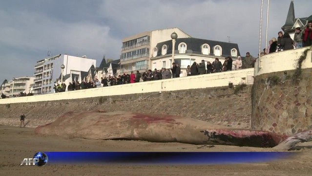 Une baleine de 18 m échouée aux Sables d' Olonne
