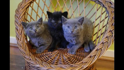 Planning-Chat : Les chats de La Rochelle