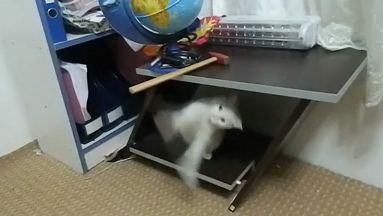 kedi