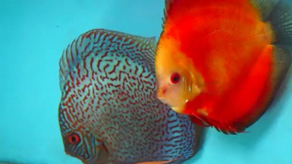 Discus: i bellissimi pesci dai colori vivaci