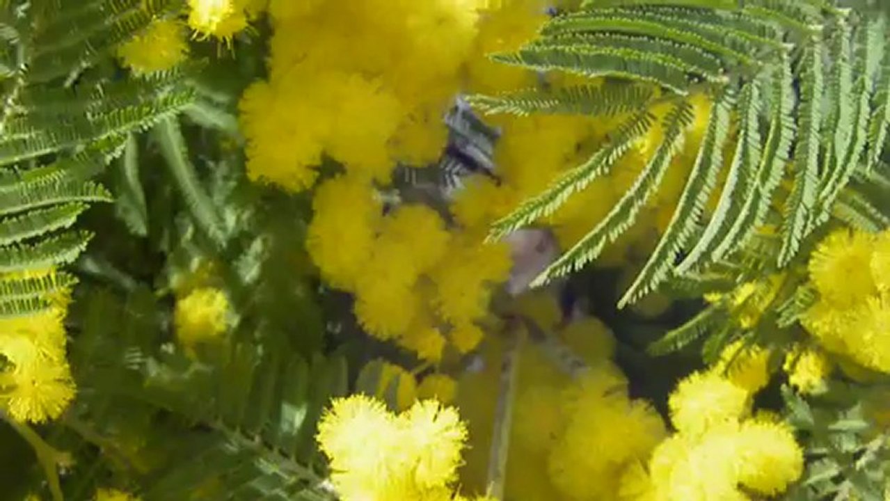 Abeilles dans les mimosas