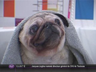 Ouaf Store : Salon de toilettage pour chien et chat (Toulouse)