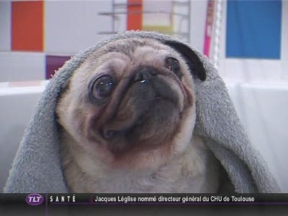 Ouaf Store : Salon de toilettage pour chien et chat (Toulouse)