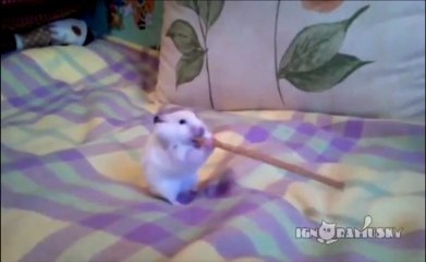 Cet hamster avale un long bretzel en entier