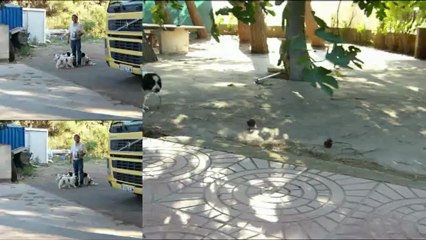 Chiots Mâtin Pyrenées