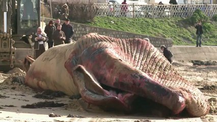 18-metre whale washes up dead on French beach