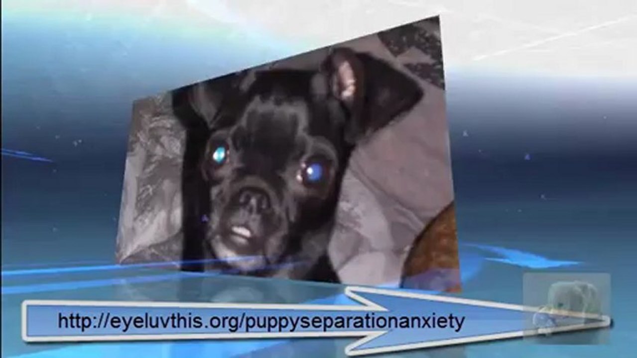 Puppy Separation Anxiety And How to Avoid It