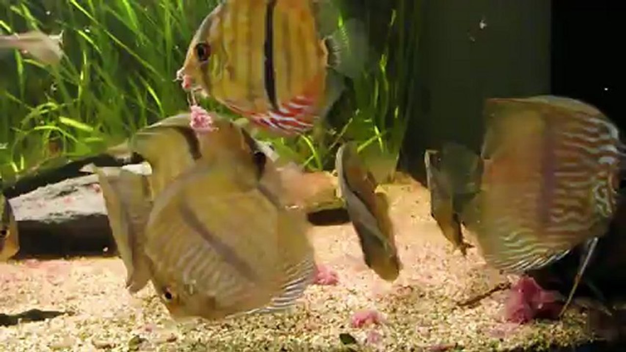 430 l Discus heckel video 2