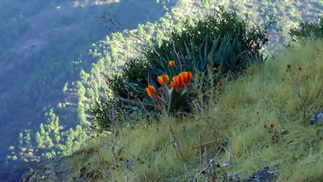 Les Fleurs de la Pollution