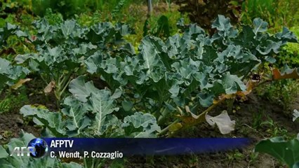 Polêmica dos transgênicos ganha força no Equador