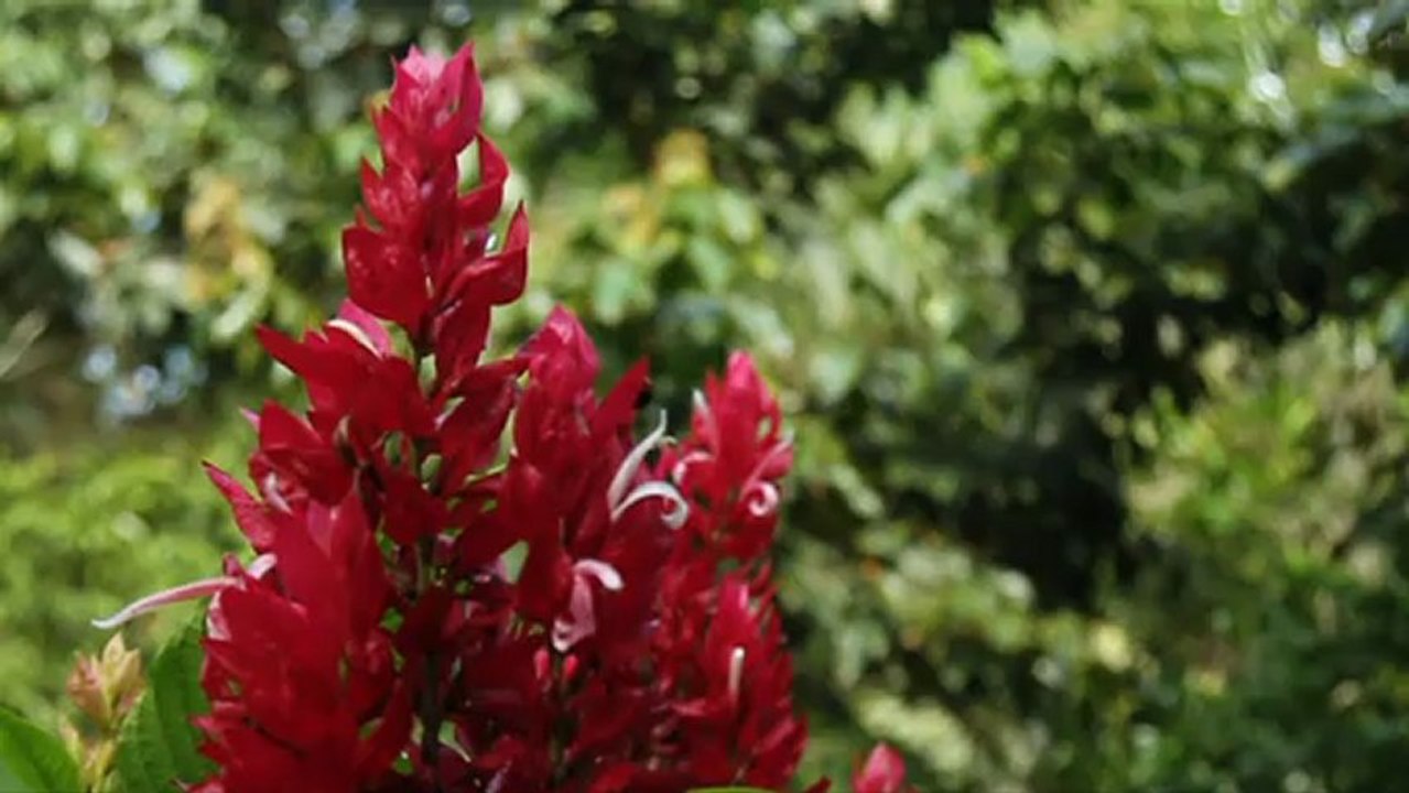 Brasil fará inventário da floresta amazônica