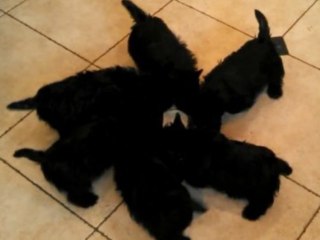 Scottie Puppy Pinwheel, 'Blackfish' Documentary Goes After Seaworld