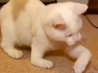 Harvey the Floppy Legged Kitten