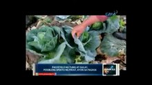 saksi
