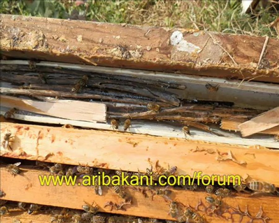 Erken ilk bahar koloni düzenlemesi ve invert şurup