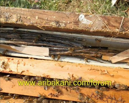 Erken ilk bahar koloni düzenlemesi ve invert şurup